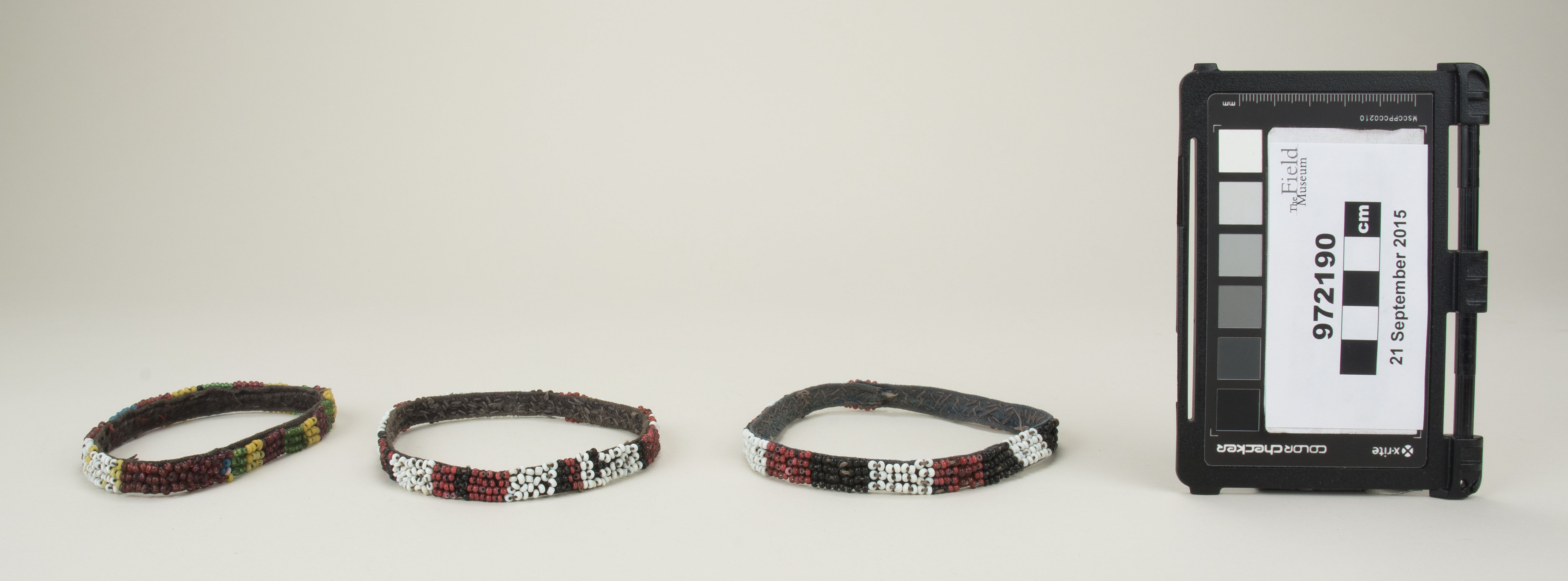 Front view (c) Field Museum of Natural History - CC BY-NC 4.0