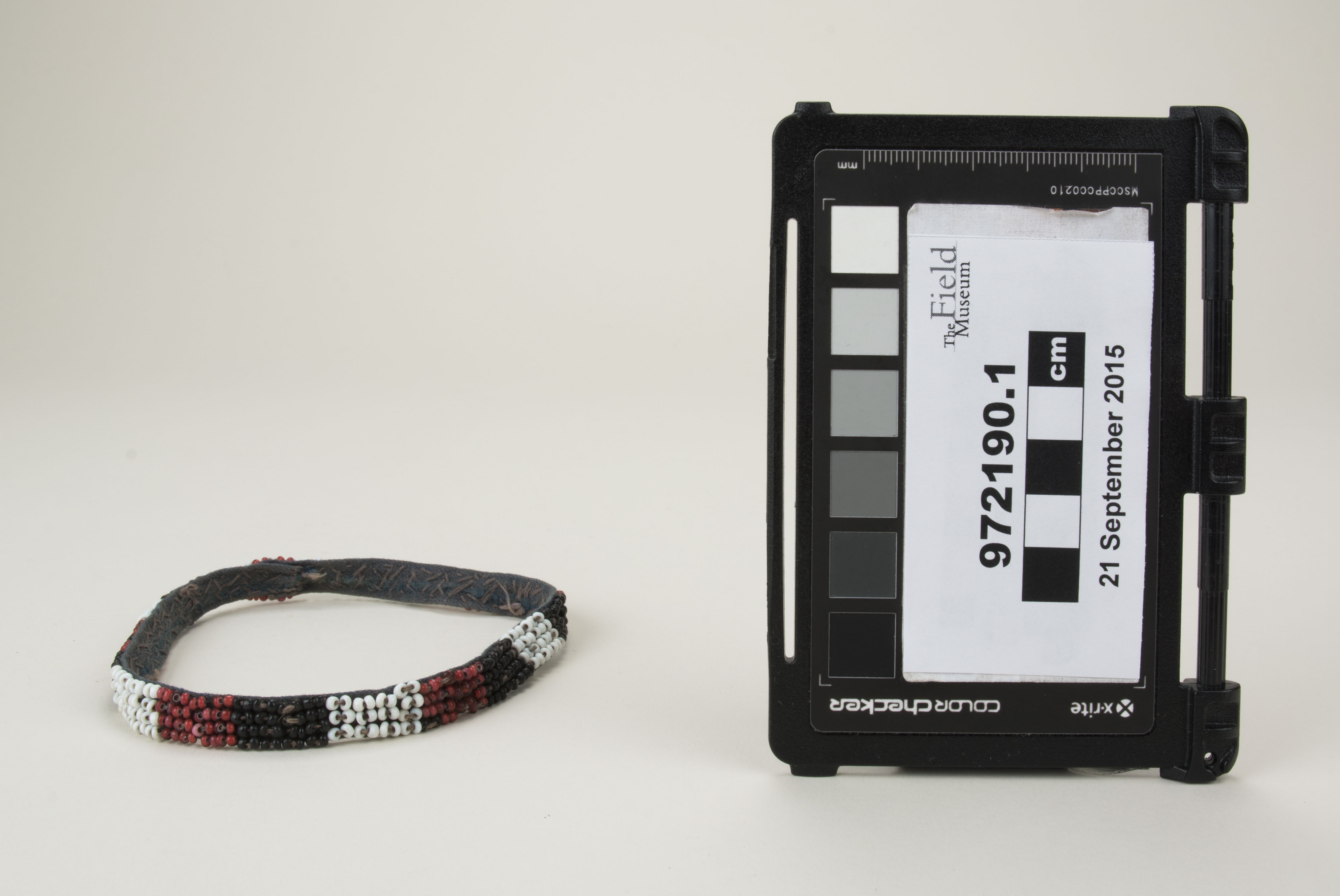 Front view (c) Field Museum of Natural History - CC BY-NC 4.0