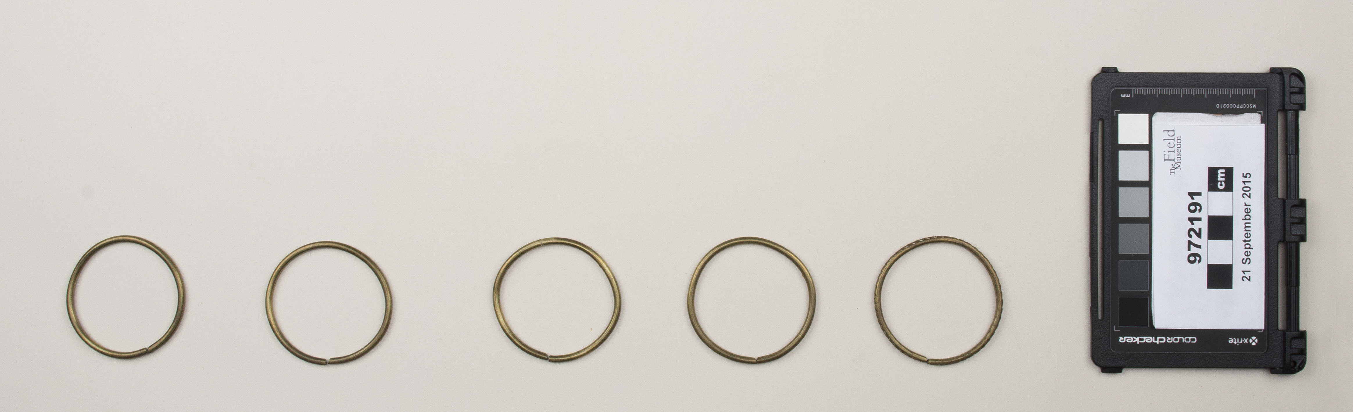 Top view (c) Field Museum of Natural History - CC BY-NC 4.0