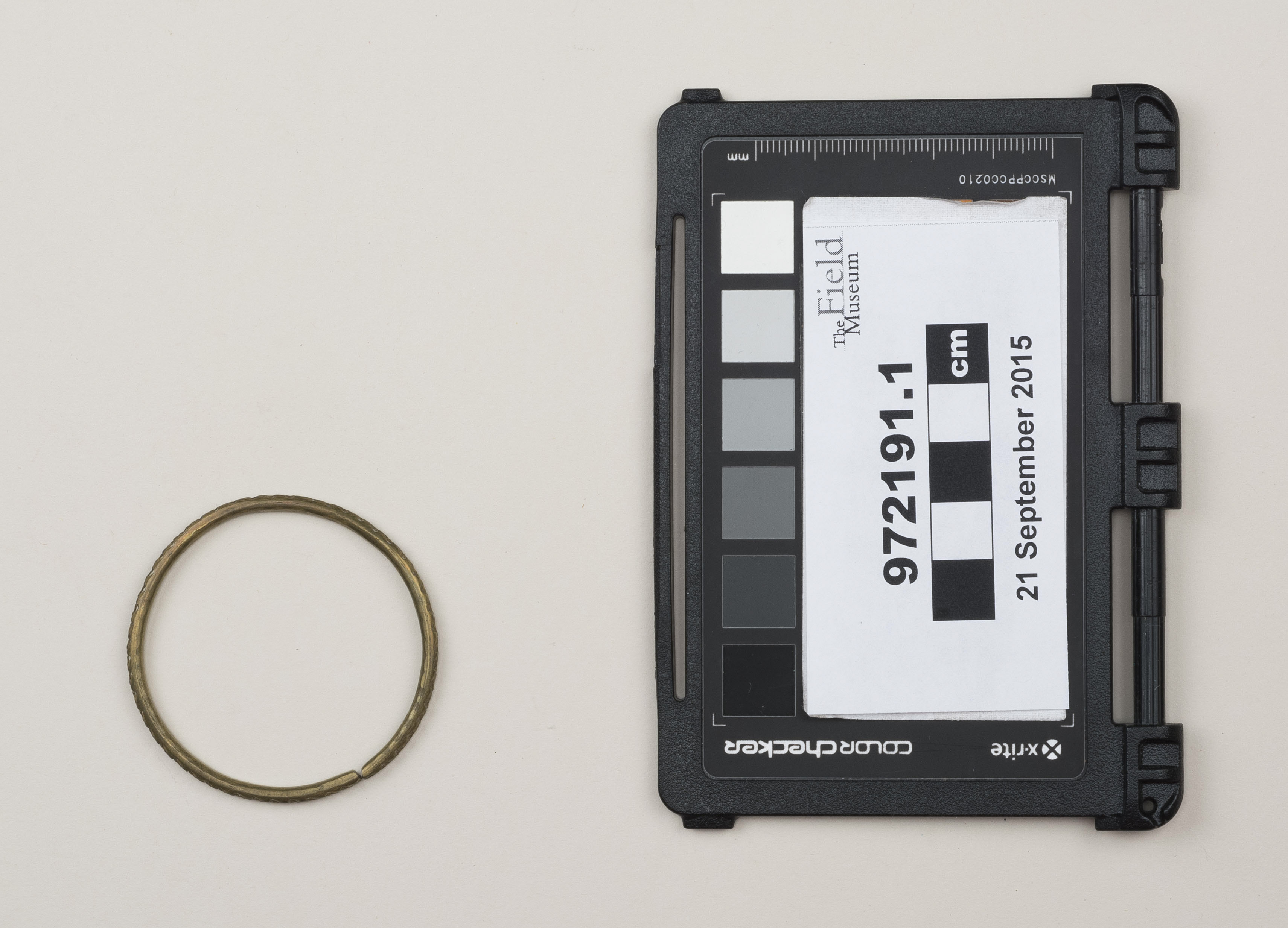 Top view (c) Field Museum of Natural History - CC BY-NC 4.0