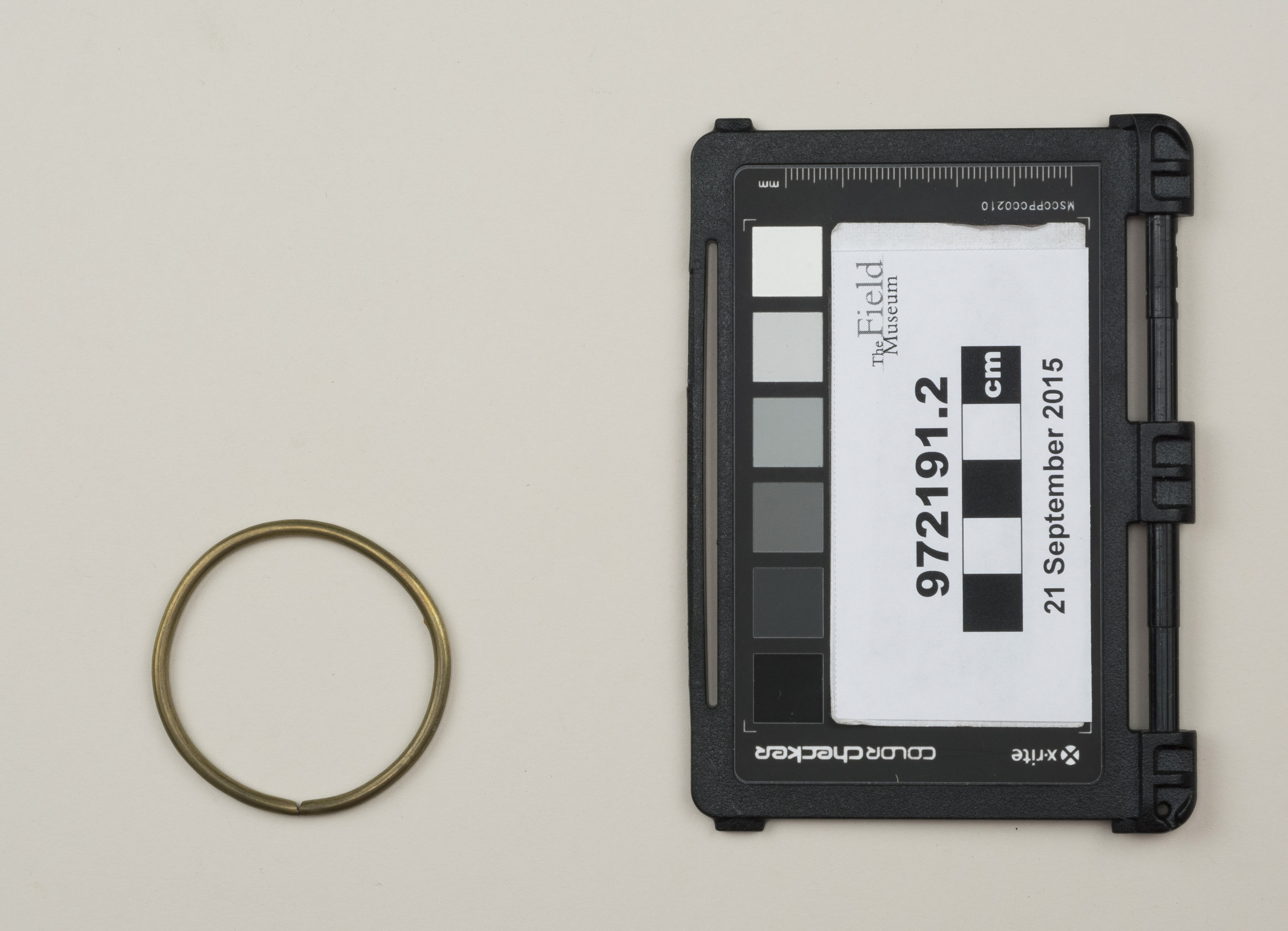 Top view (c) Field Museum of Natural History - CC BY-NC 4.0