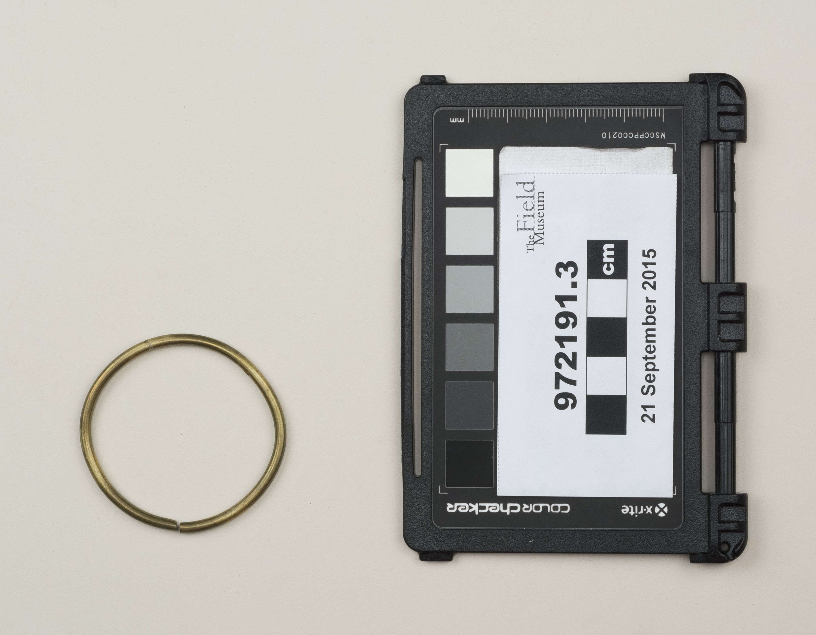 Top view (c) Field Museum of Natural History - CC BY-NC 4.0