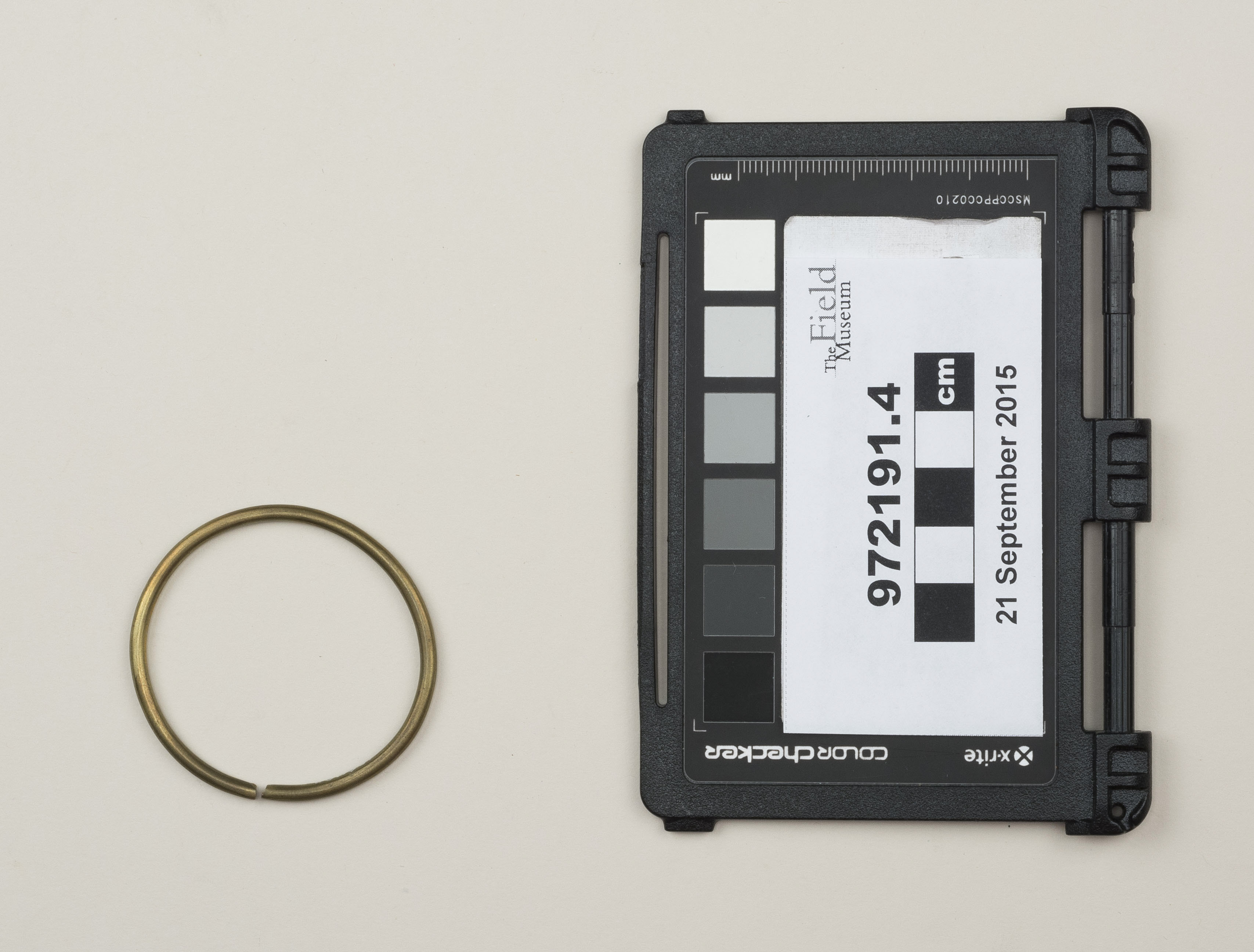 Top view (c) Field Museum of Natural History - CC BY-NC 4.0