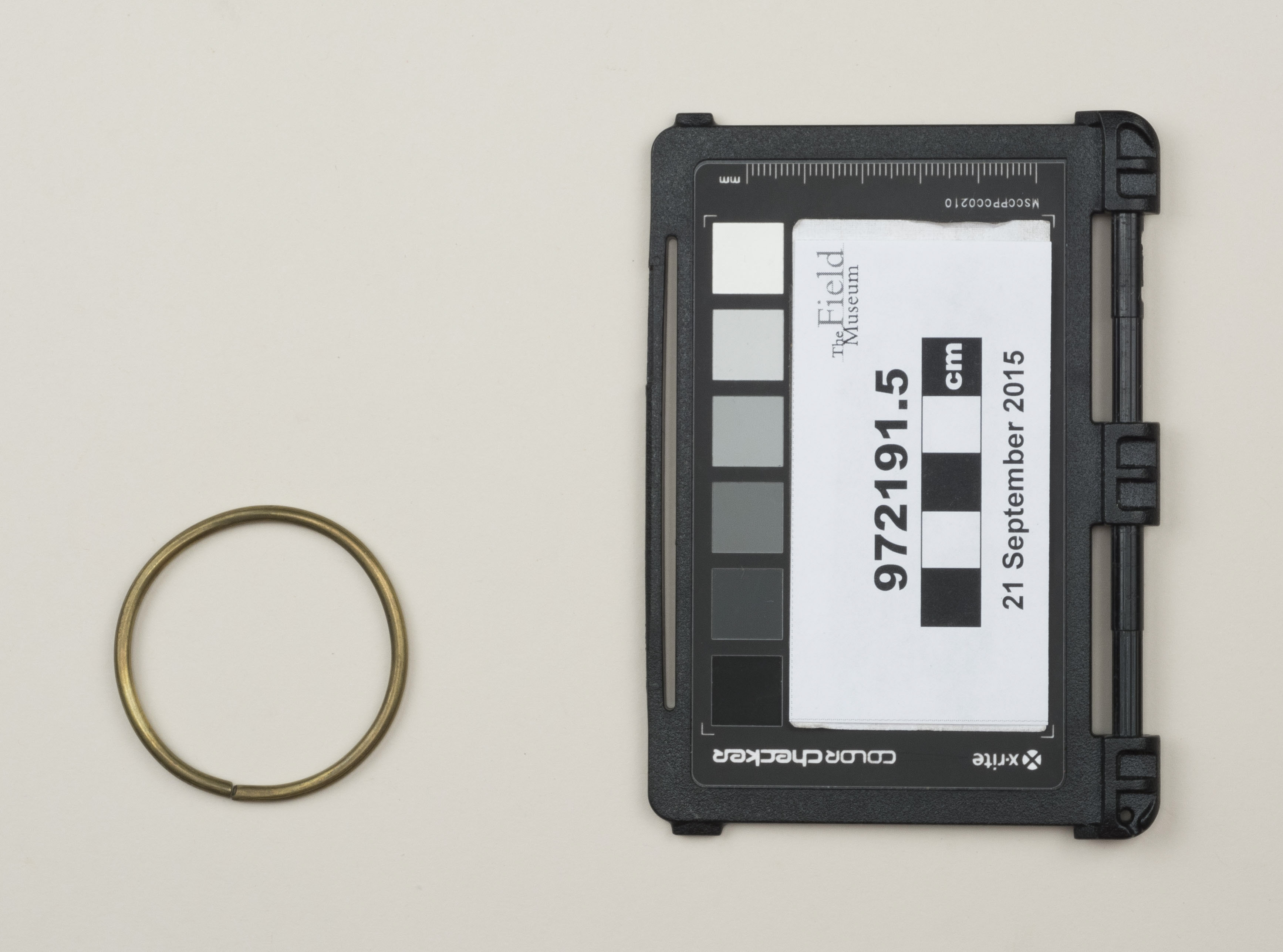 Top view (c) Field Museum of Natural History - CC BY-NC 4.0