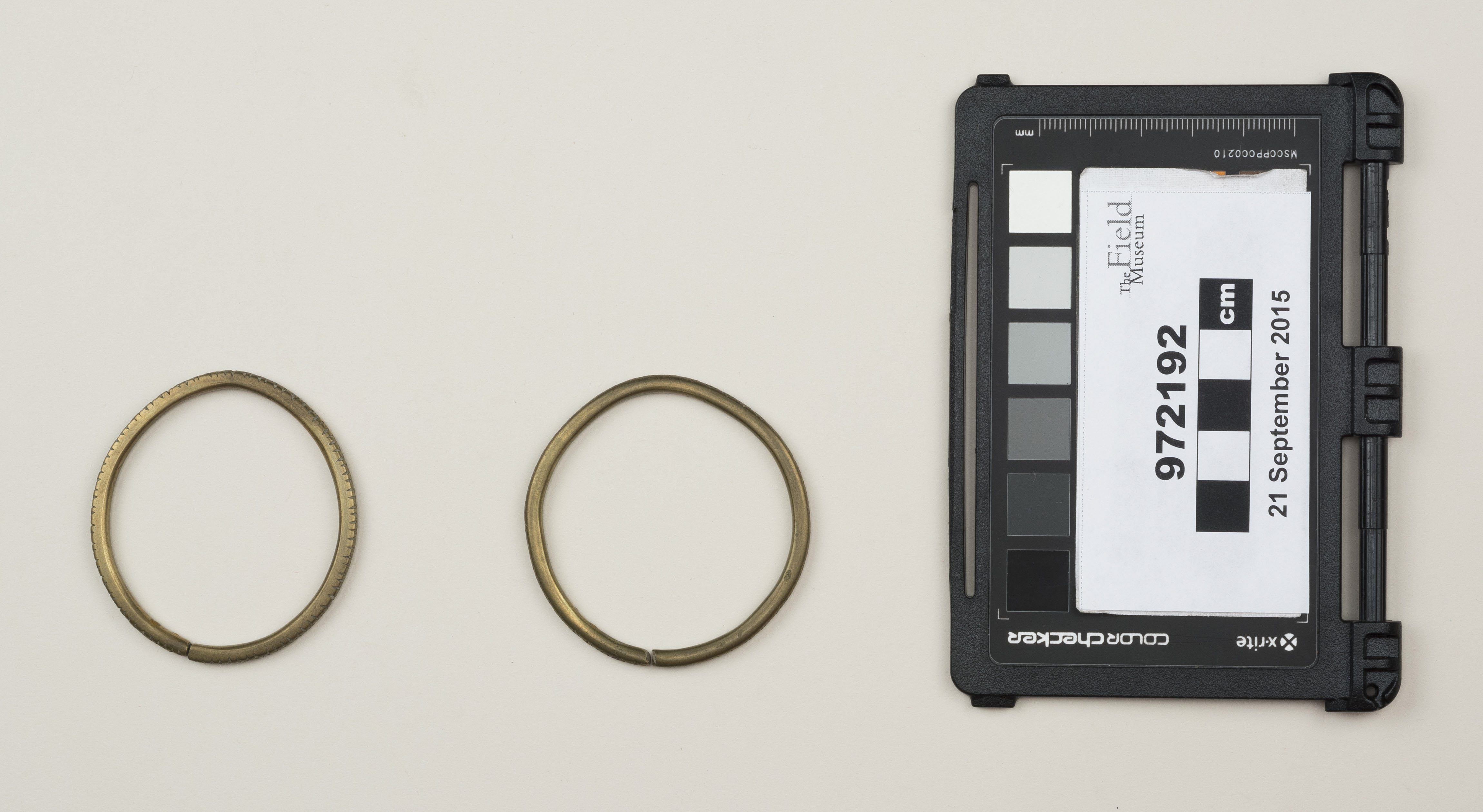 Top view (c) Field Museum of Natural History - CC BY-NC 4.0