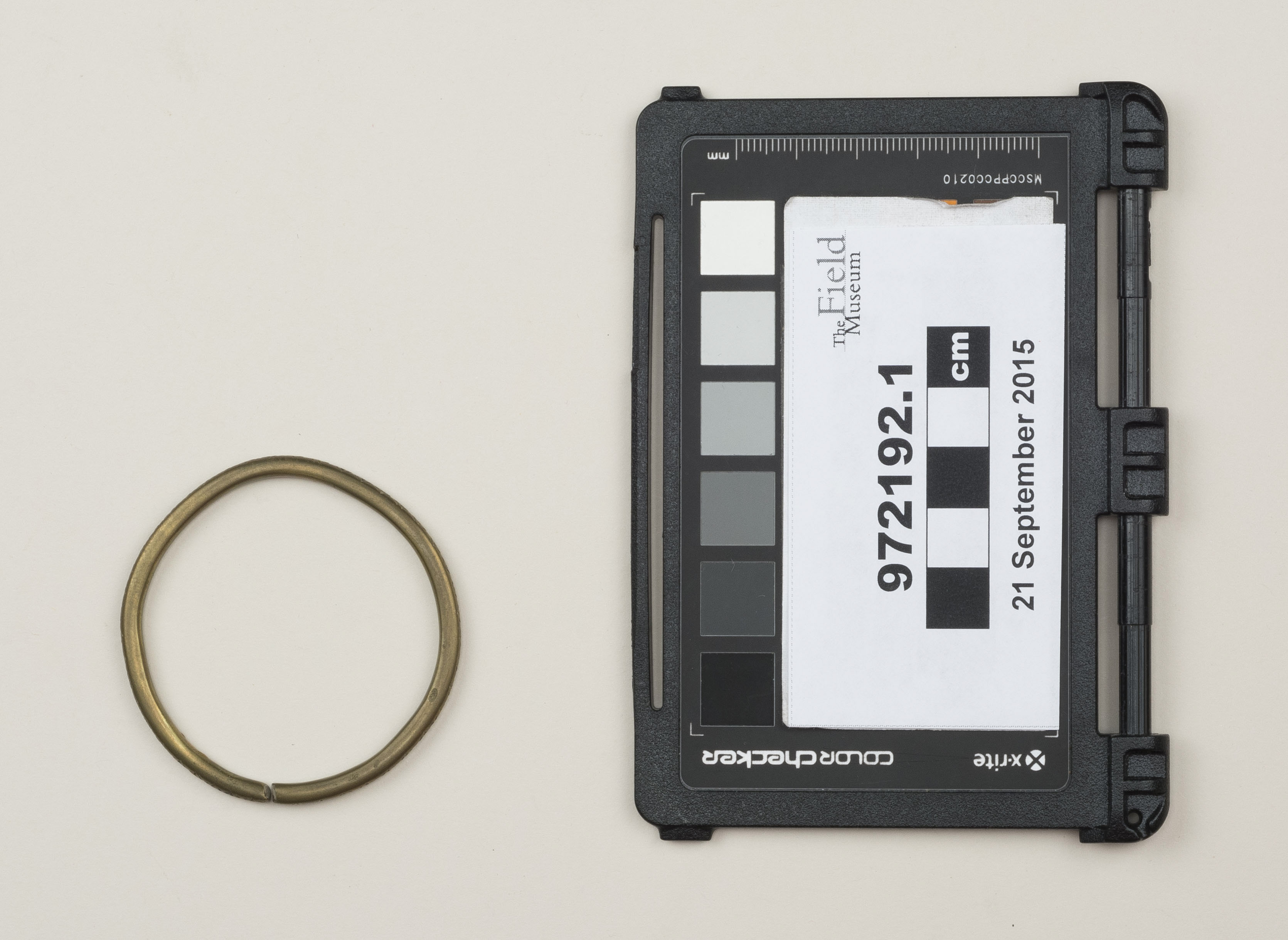 Top view (c) Field Museum of Natural History - CC BY-NC 4.0