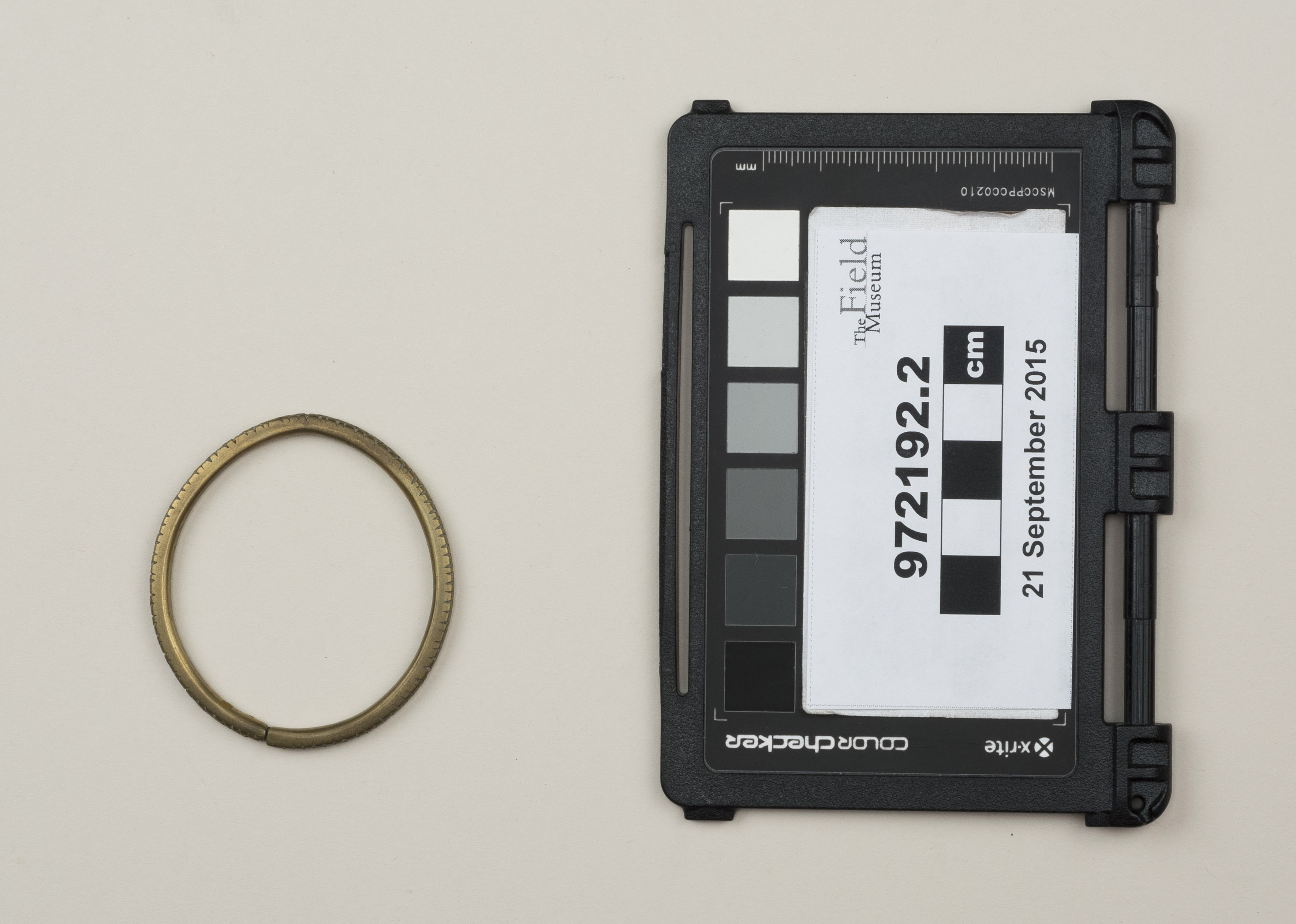 Top view (c) Field Museum of Natural History - CC BY-NC 4.0