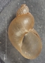 Catinella aprica image