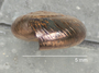 Glyphyalinia picea image