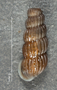 Truncatella floridana image