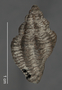 Coralliophila aberrans image