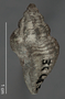 Coralliophila aberrans image