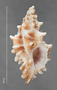 Muricopsis honkeri image
