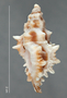 Muricopsis honkeri image
