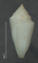 Conasprella jaspidea image