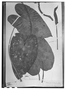 Anthurium corallinum image