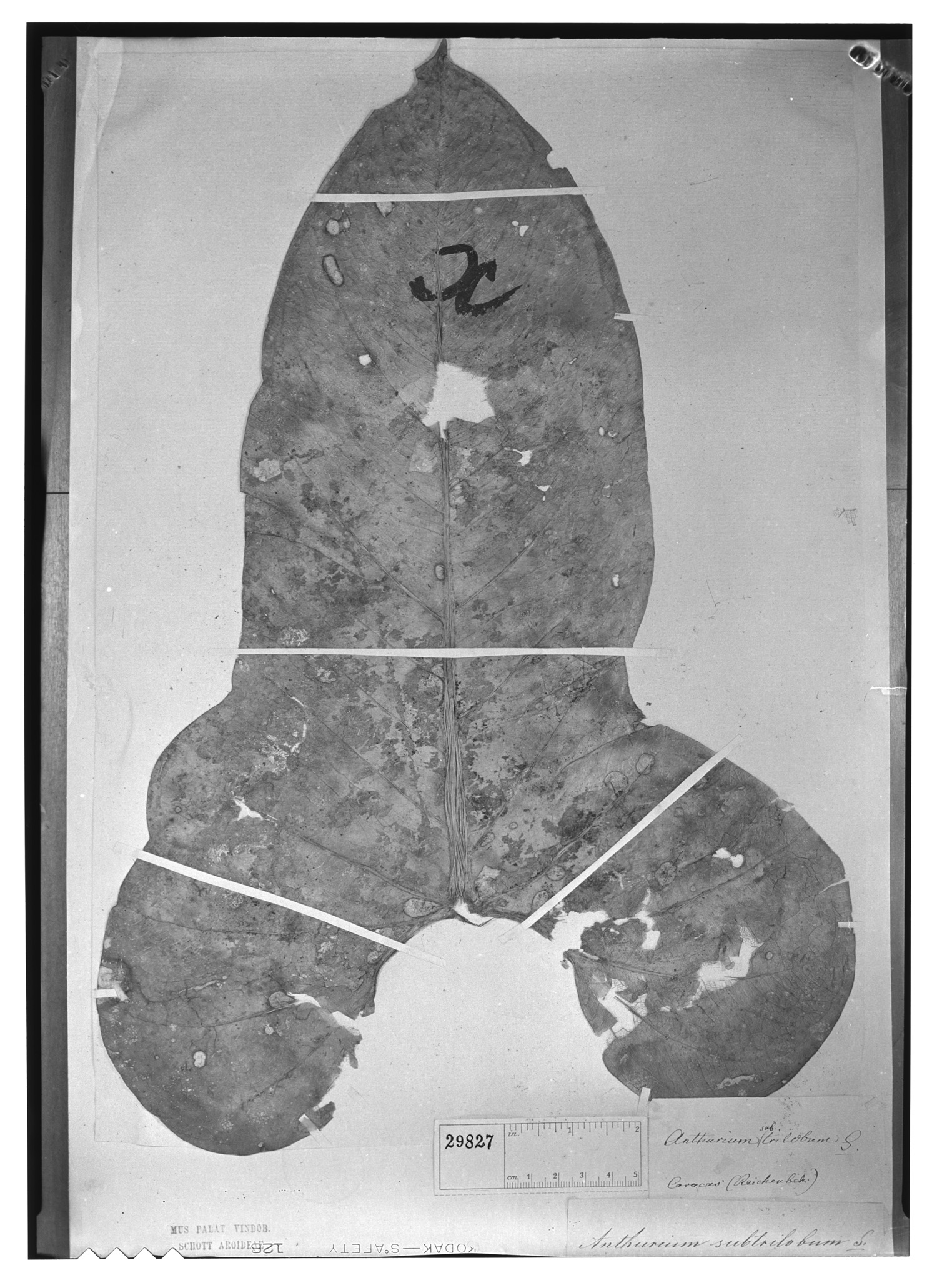 Anthurium subtrilobum image