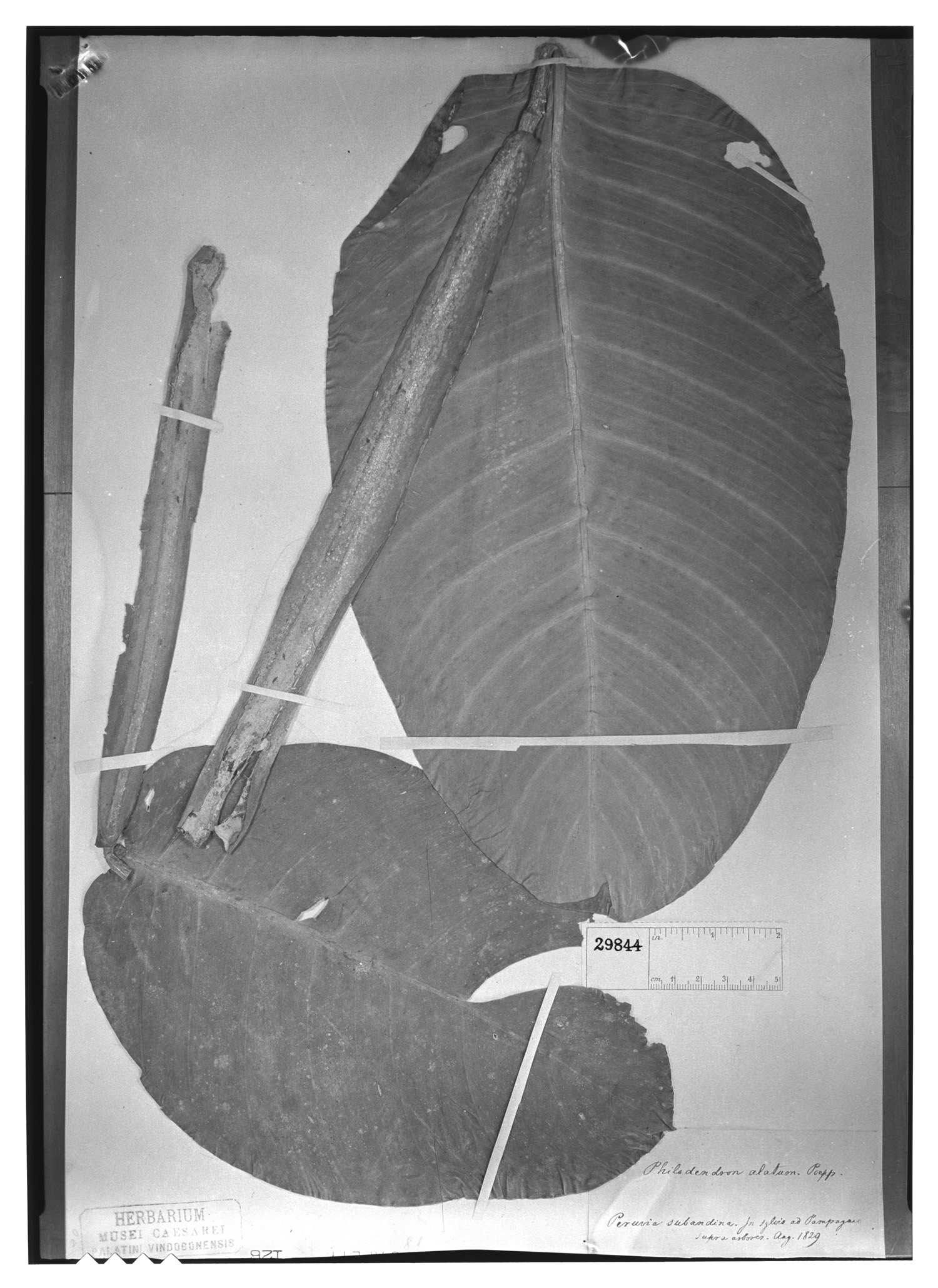 Philodendron alatum image