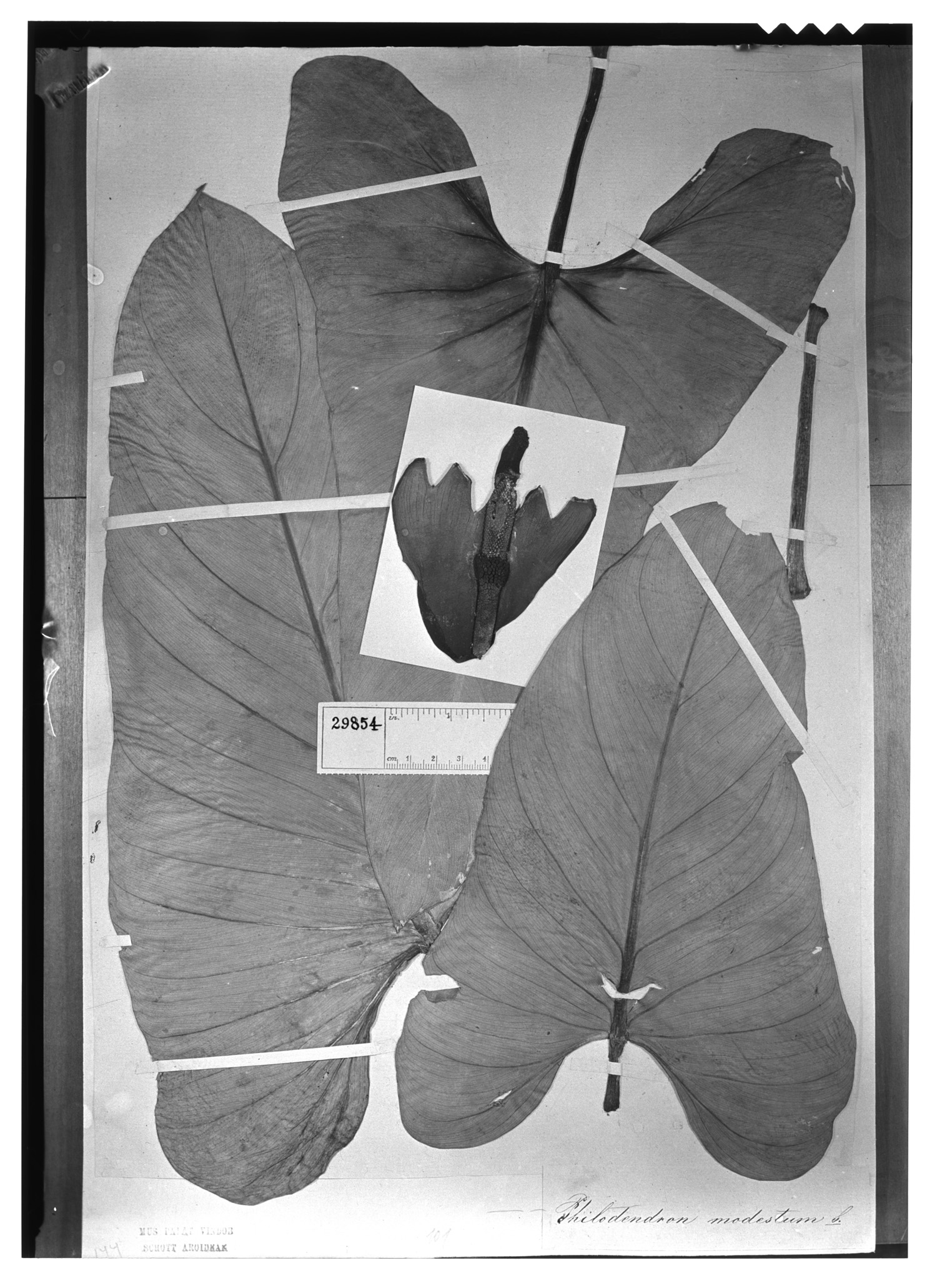 Philodendron modestum image