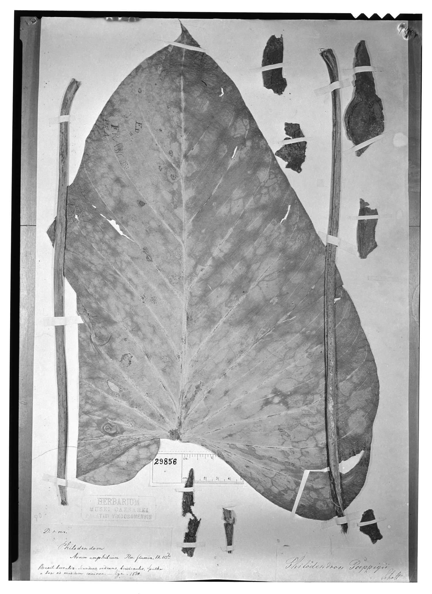 Philodendron poeppigii image