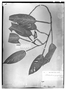 Philodendron propinquum image