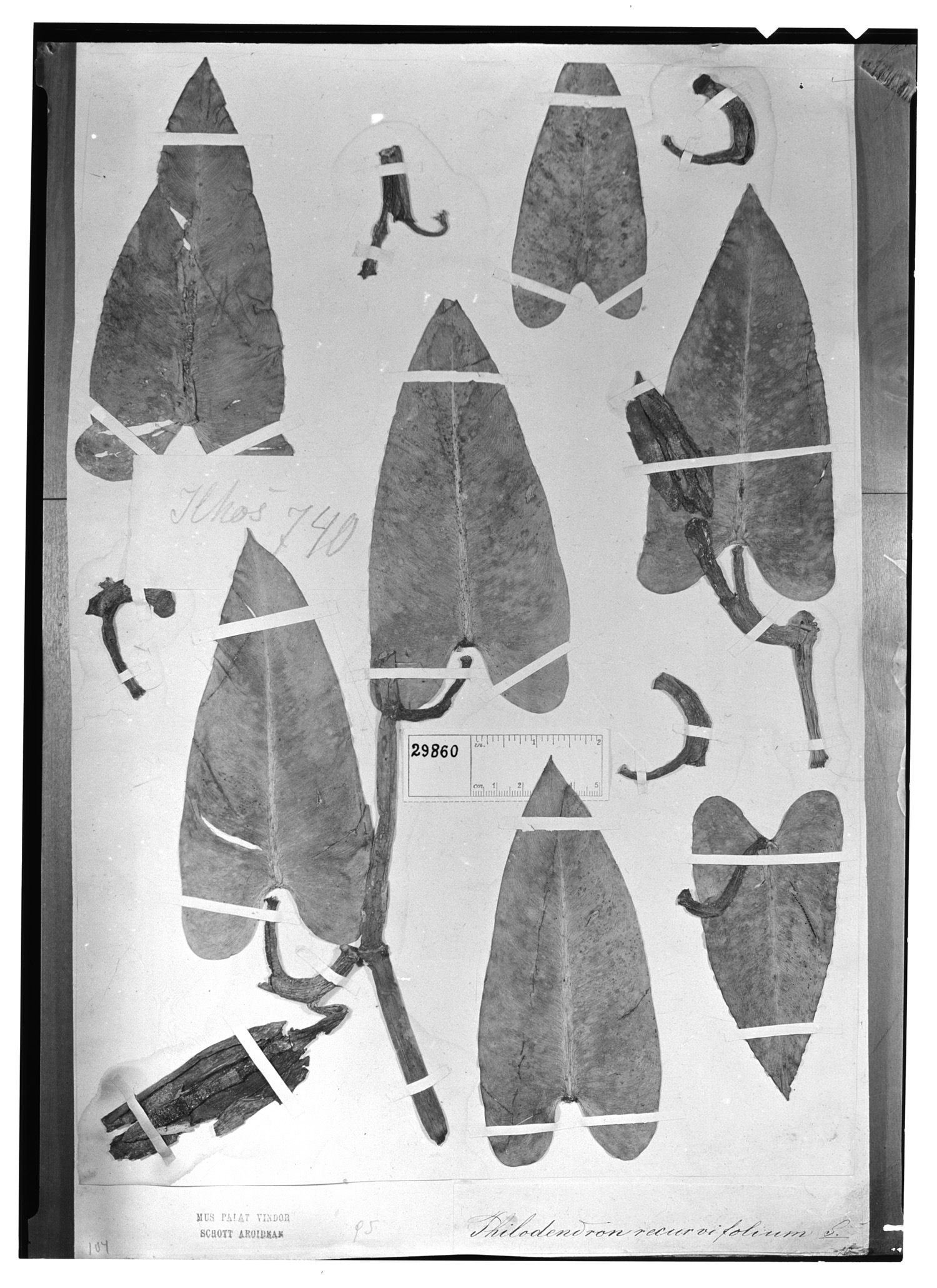 Philodendron recurvifolium image