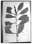 Philodendron rudgeanum image
