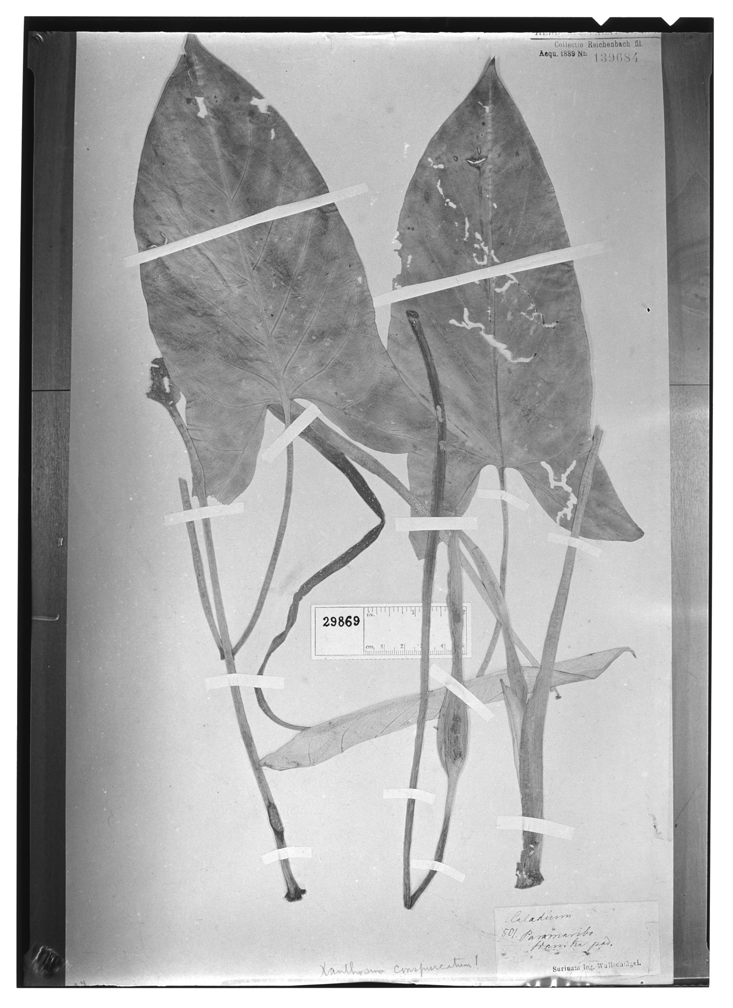 Xanthosoma conspurcatum image