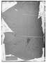 Cecropia hololeuca image