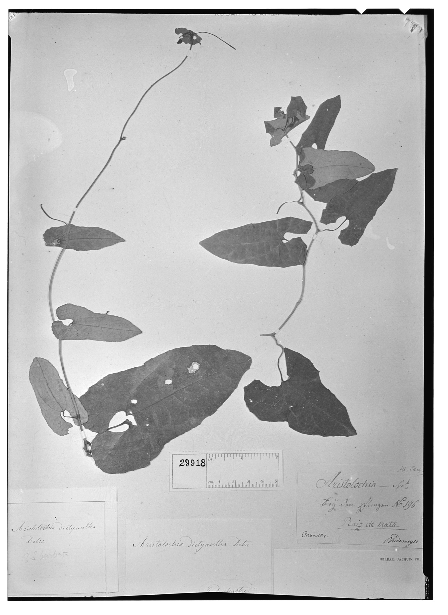 Aristolochia dictyantha image