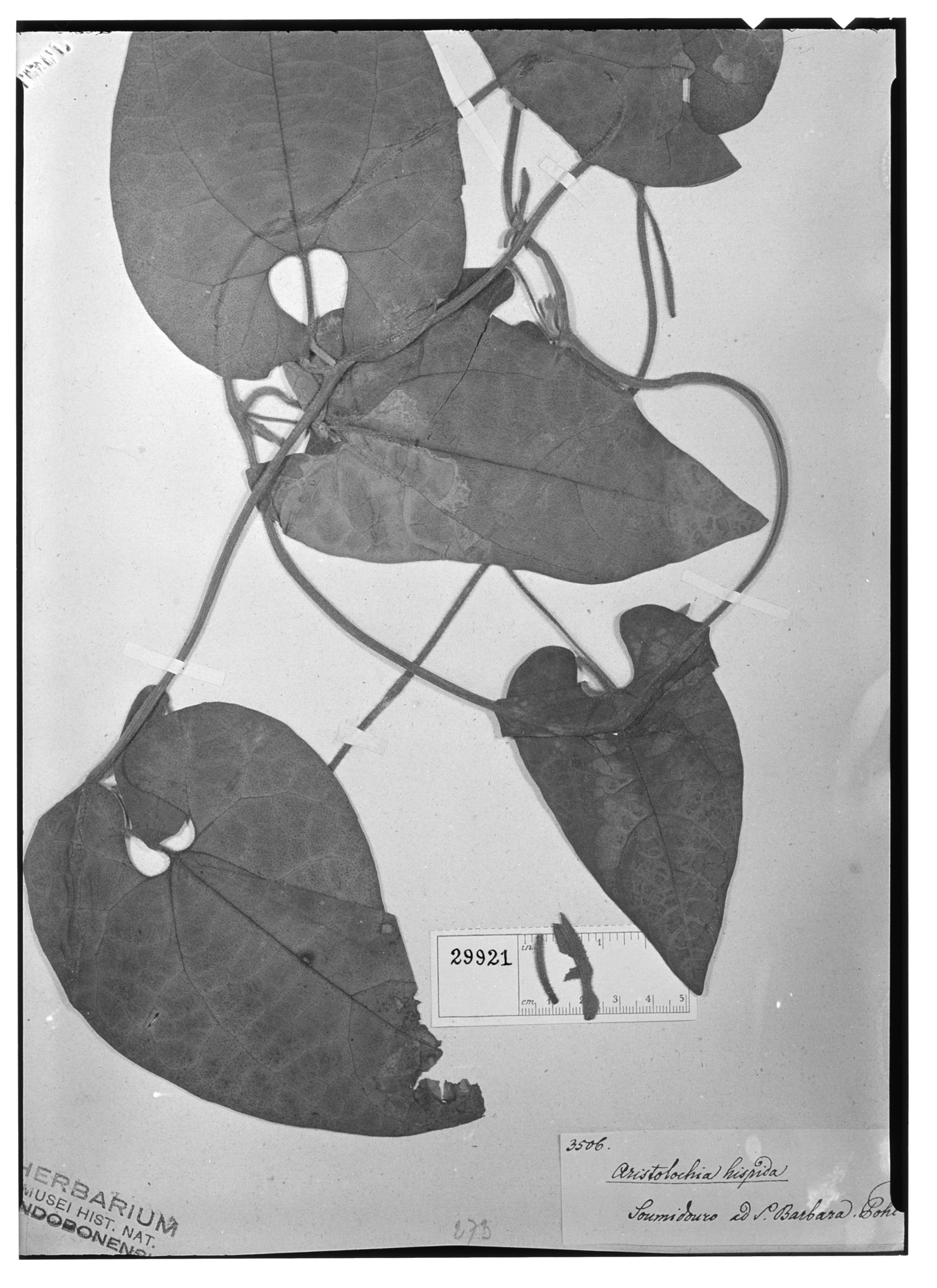 Aristolochia hispida image