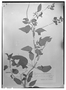 Colignonia parviflora var. acutifolia image