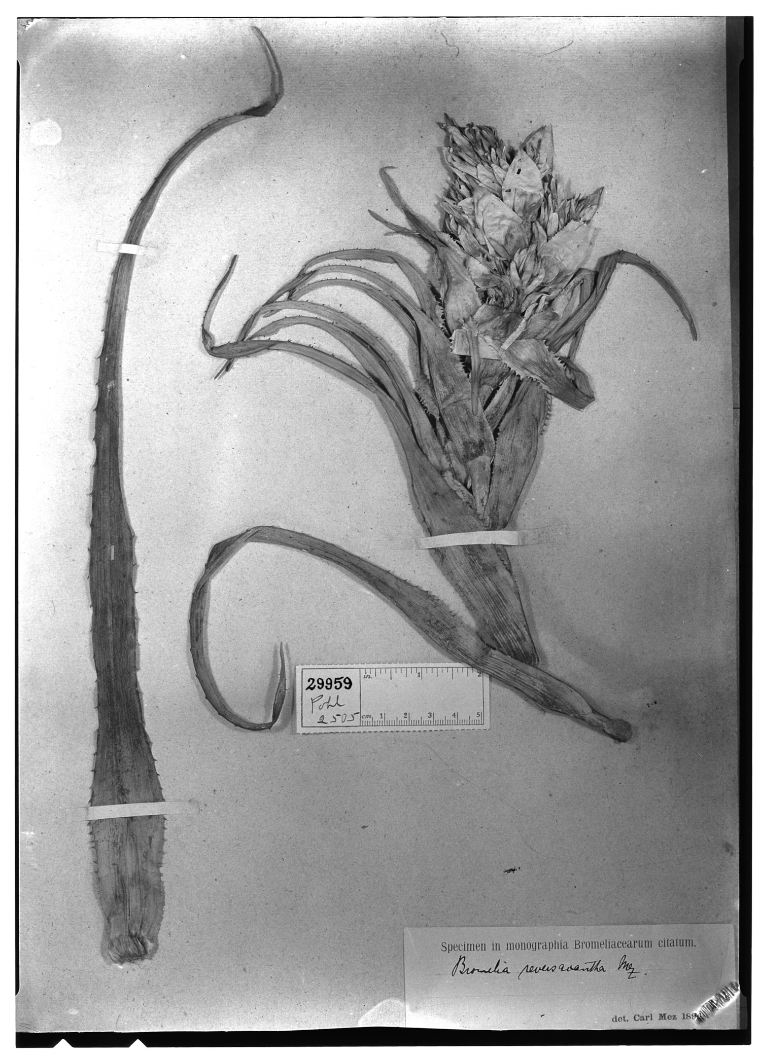 Bromelia reversacantha image