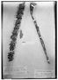 Vriesea longicaulis image