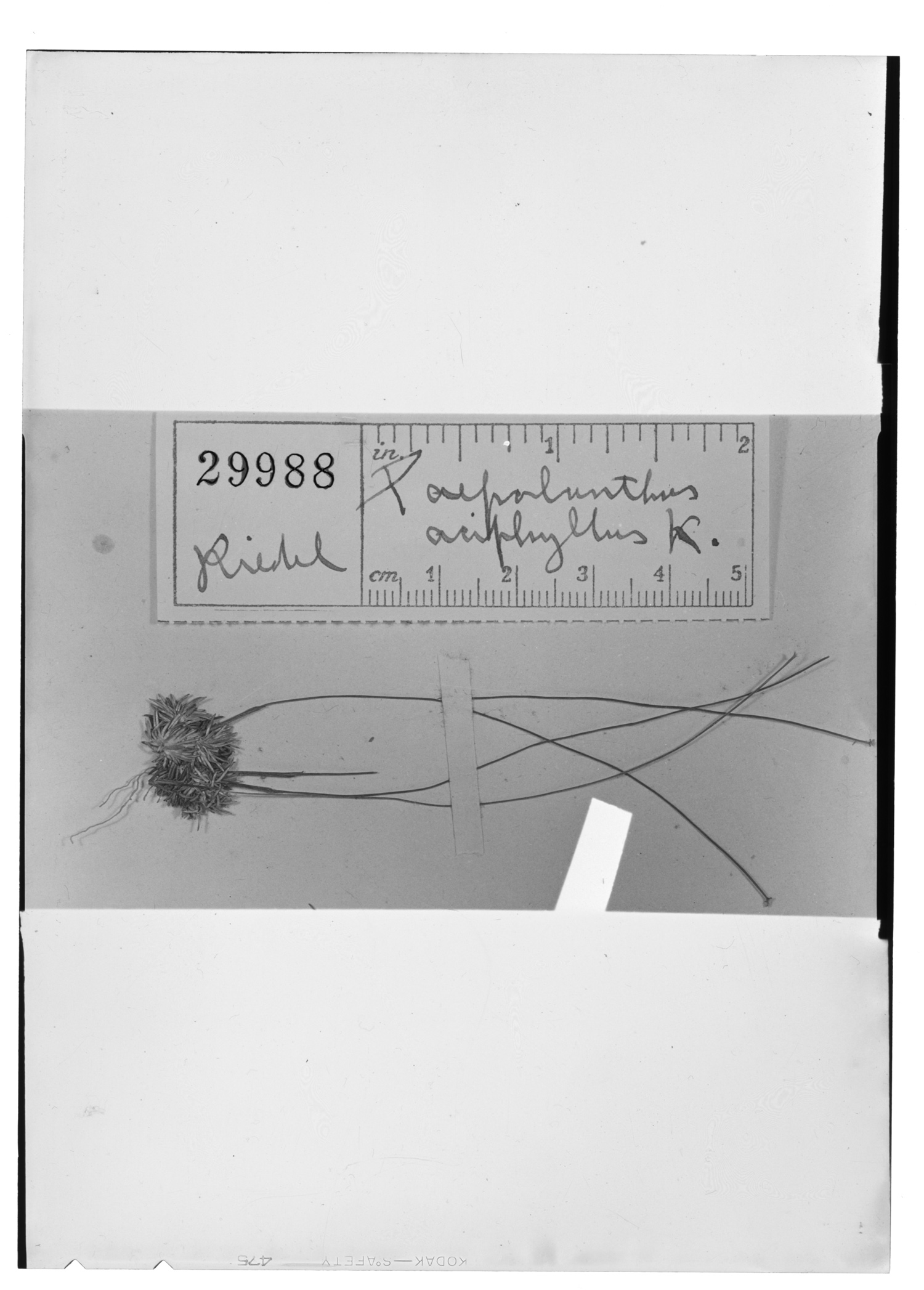 Comanthera aciphylla image