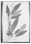 Hilleria longifolia image