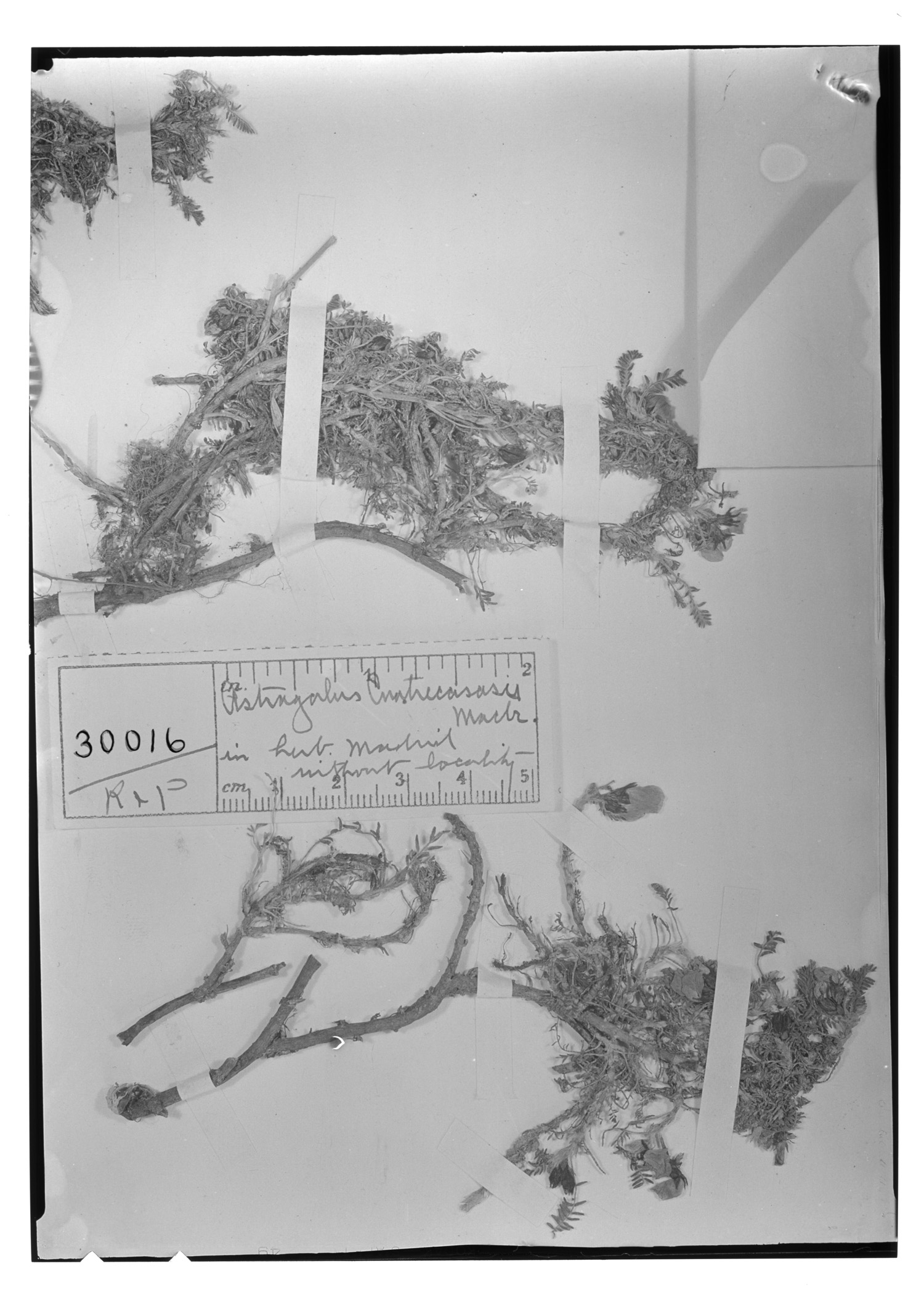 Astragalus cuatrecasasii image