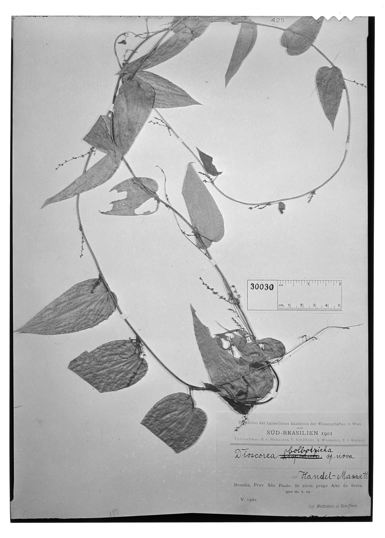 Dioscorea bulbotricha image