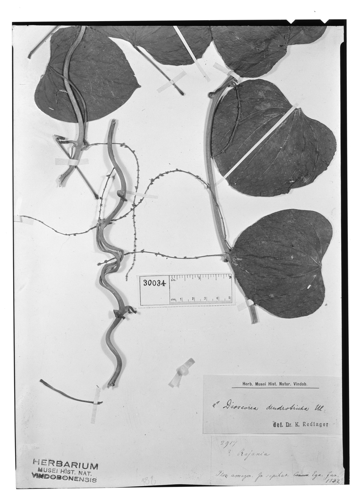 Dioscorea dendrotricha image