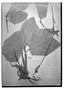 Calathea rotundifolia image