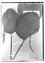 Koernickanthe orbiculata image