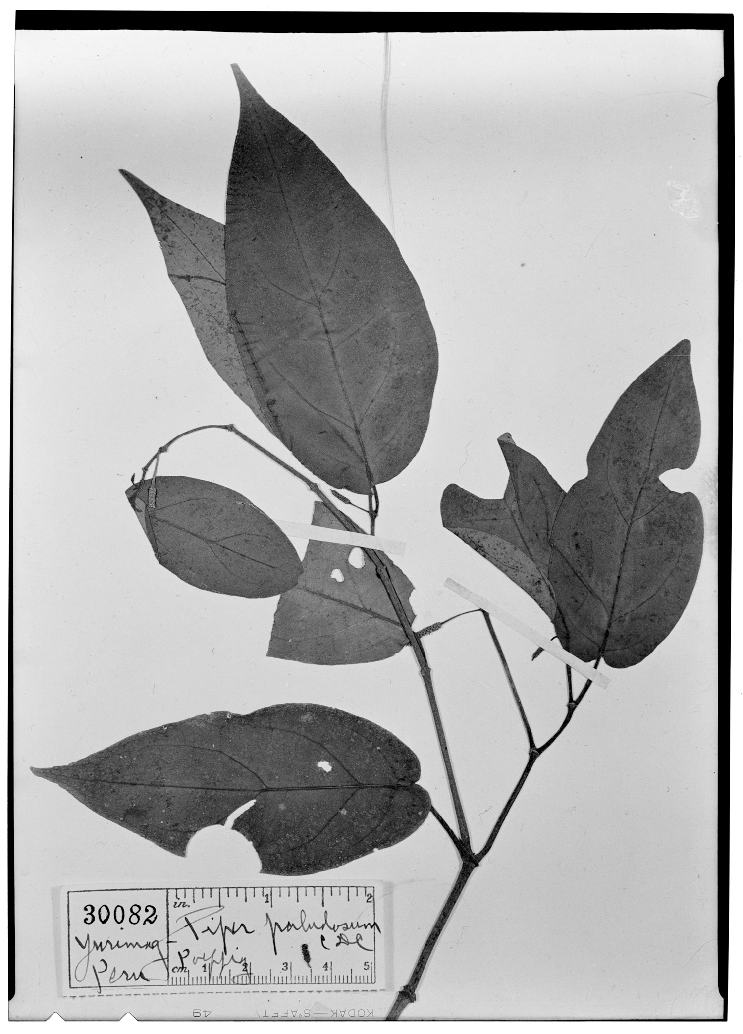 Piper paludosum image