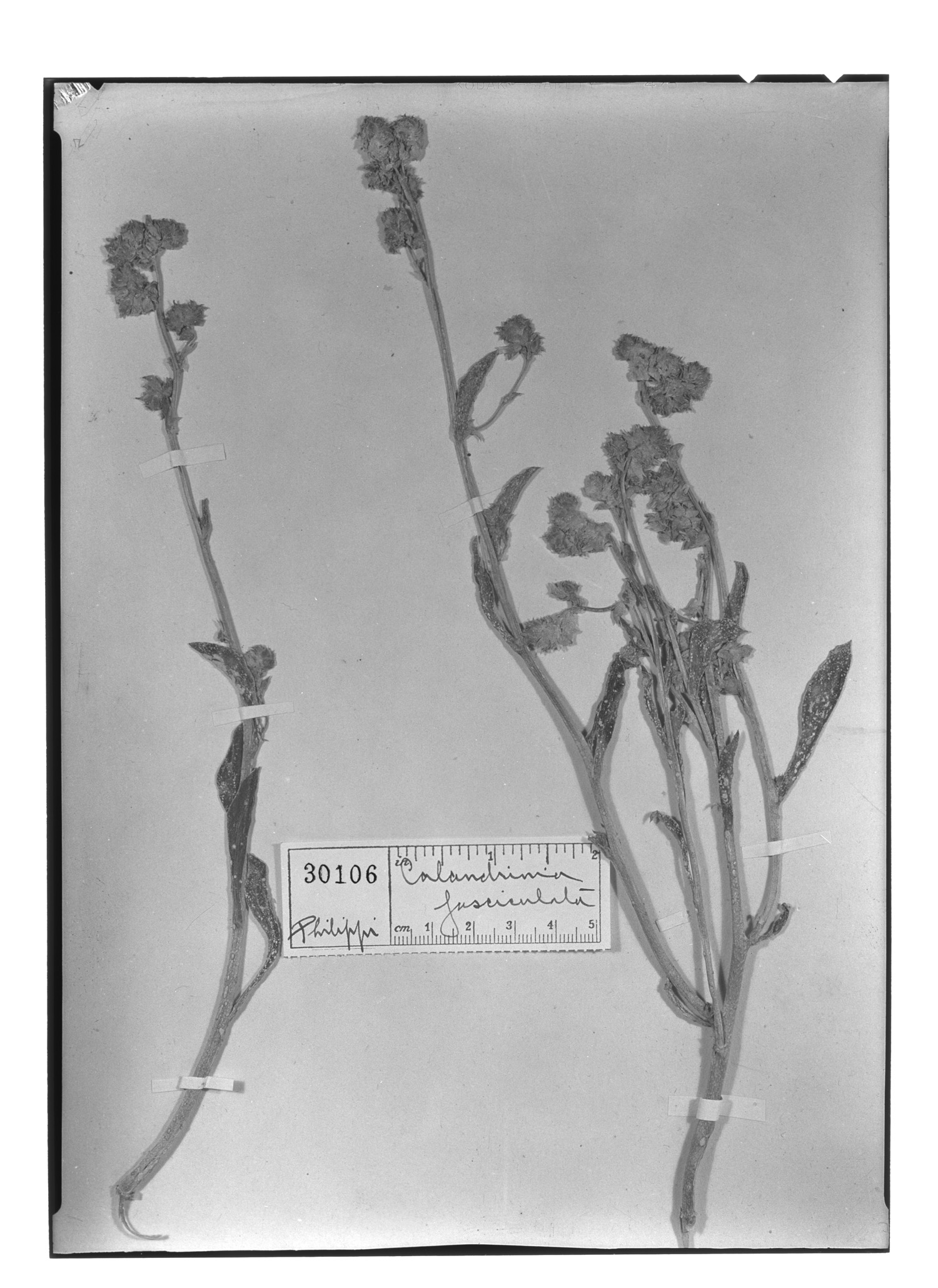 Calandrinia fasciculata image