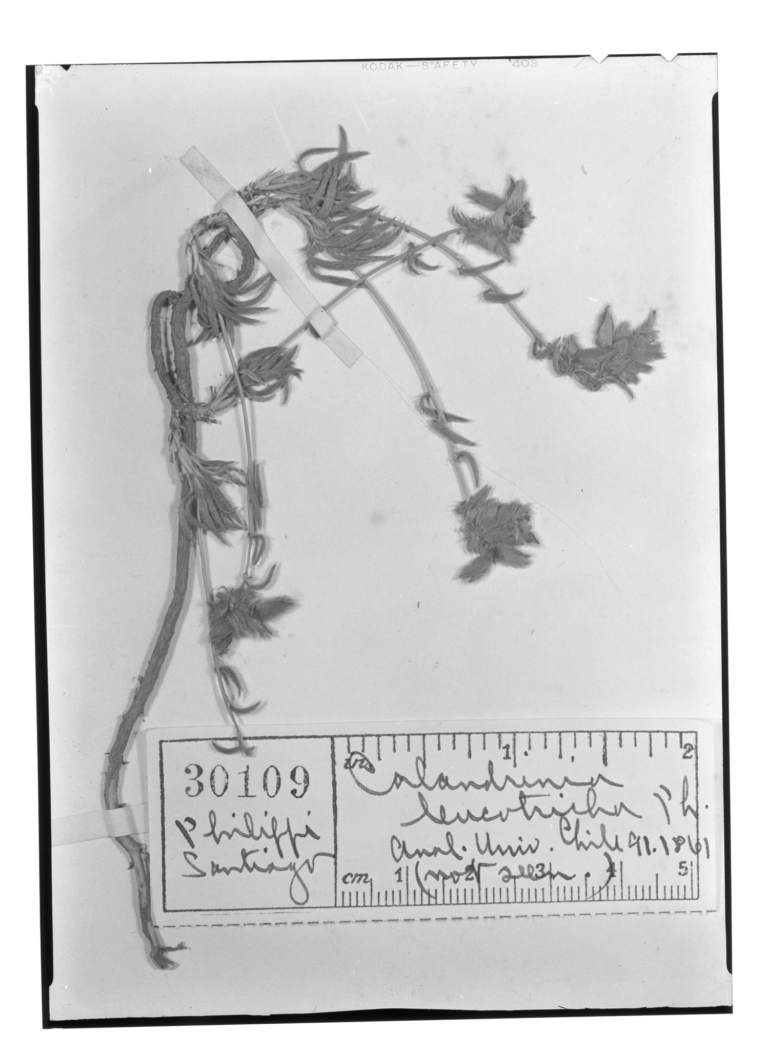 Montiopsis gilliesii image
