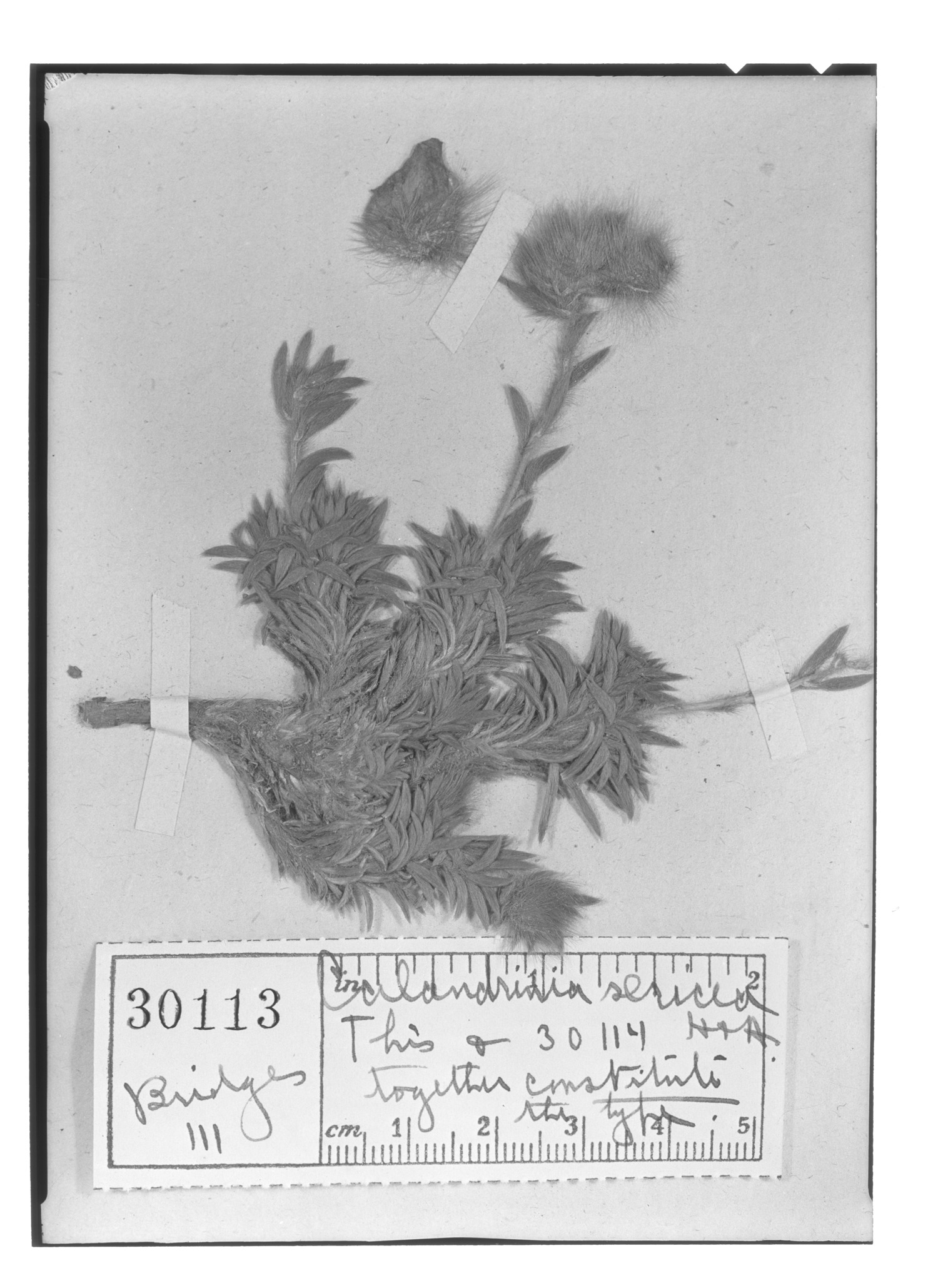Montiopsis sericea image