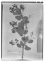 Berberis bumeliifolia image