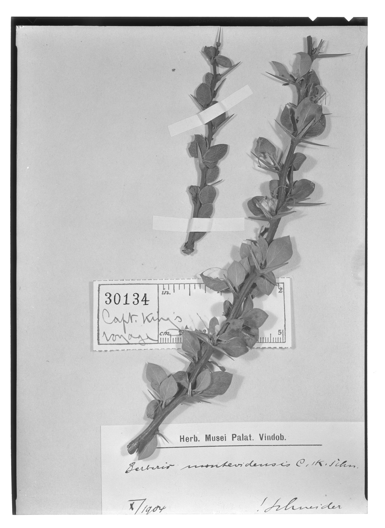 Berberis montevidensis image
