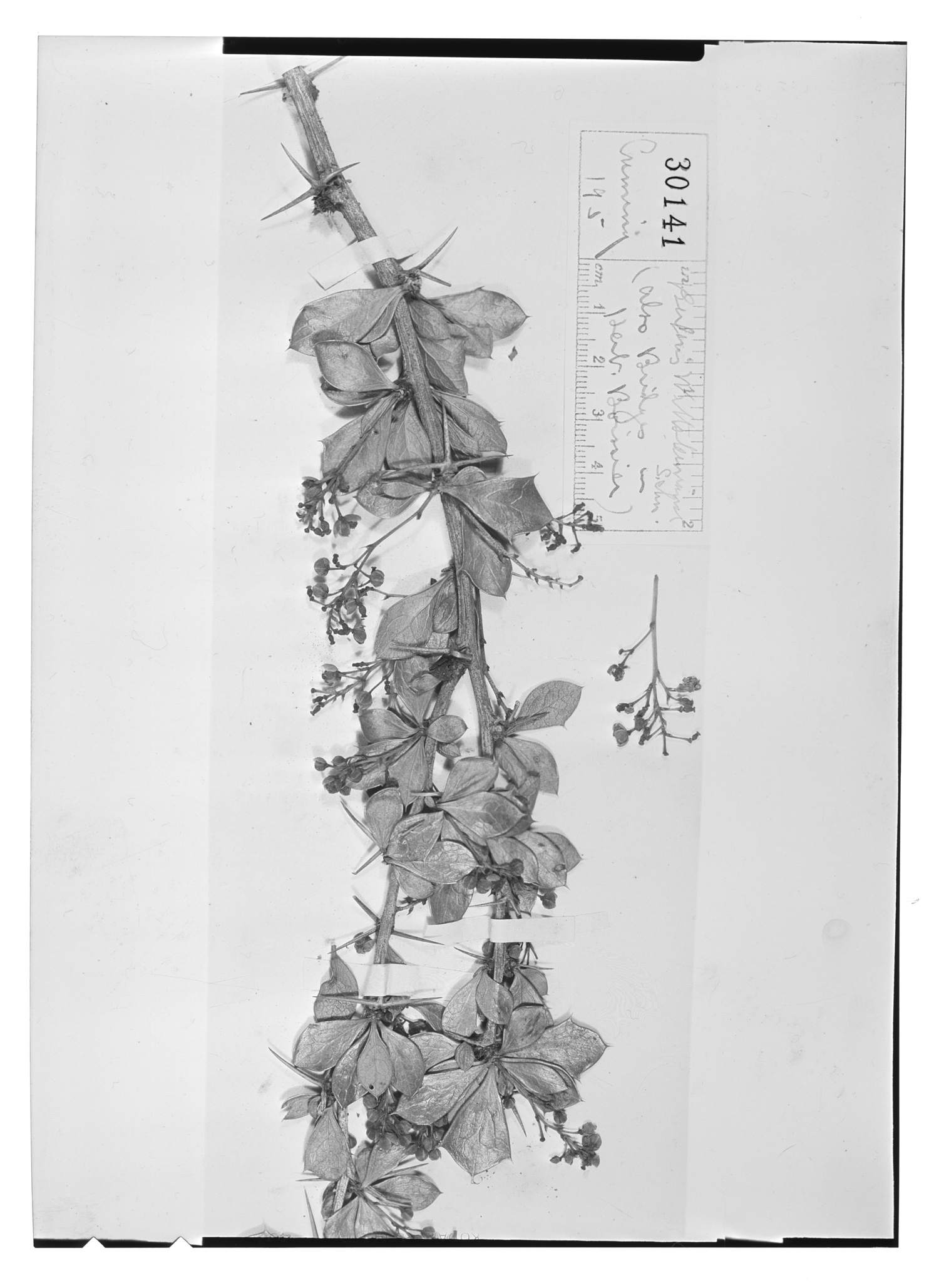 Berberis wettsteiniana image