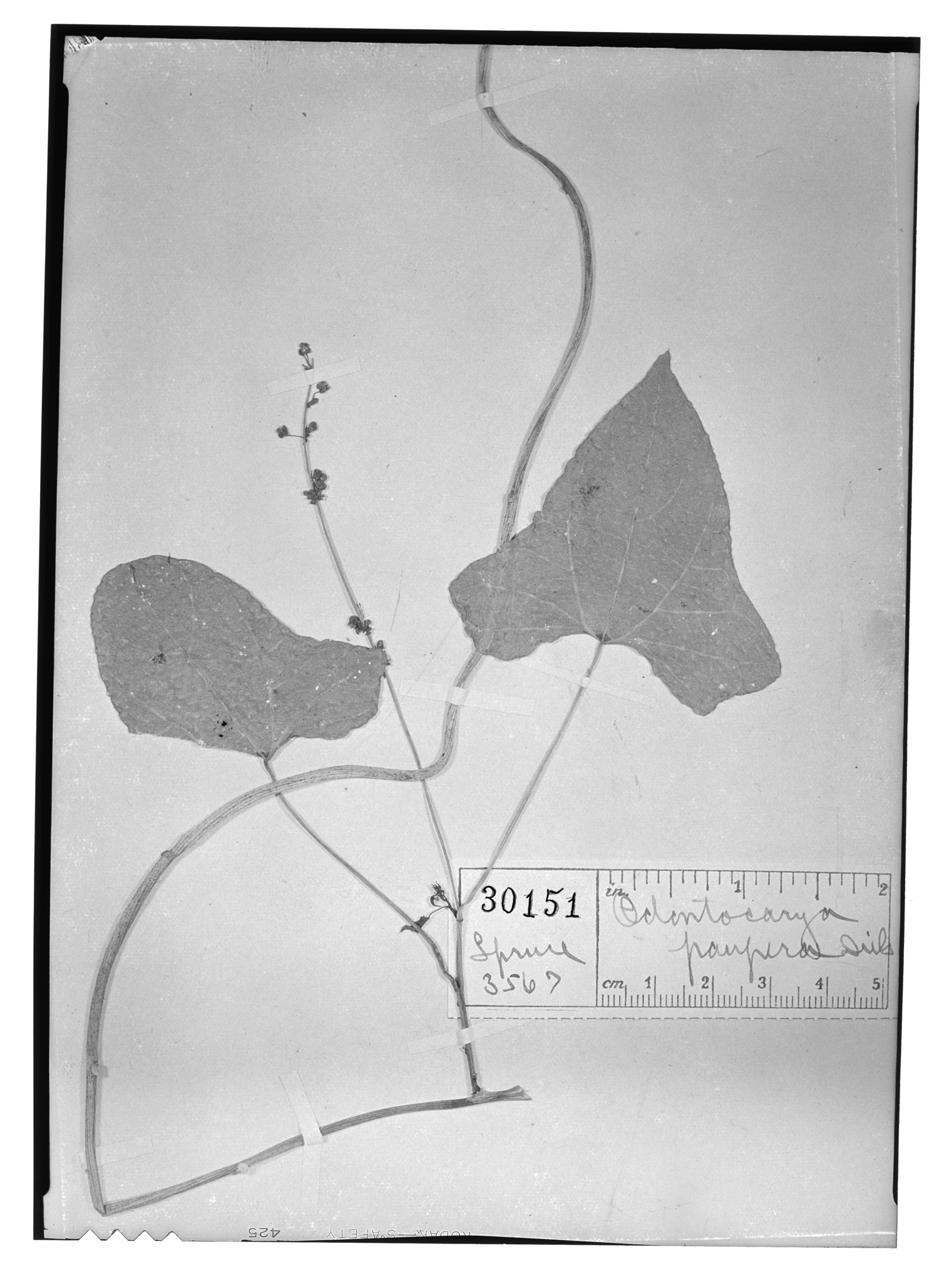 Odontocarya tamoides var. canescens image