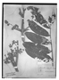 Brunellia integrifolia image